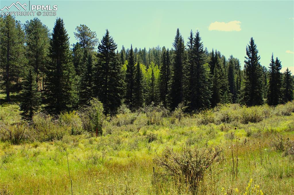 6500 County Road 5 Divide, CO 80814 - Photo 12 of 16 a view of outdoor space and trees