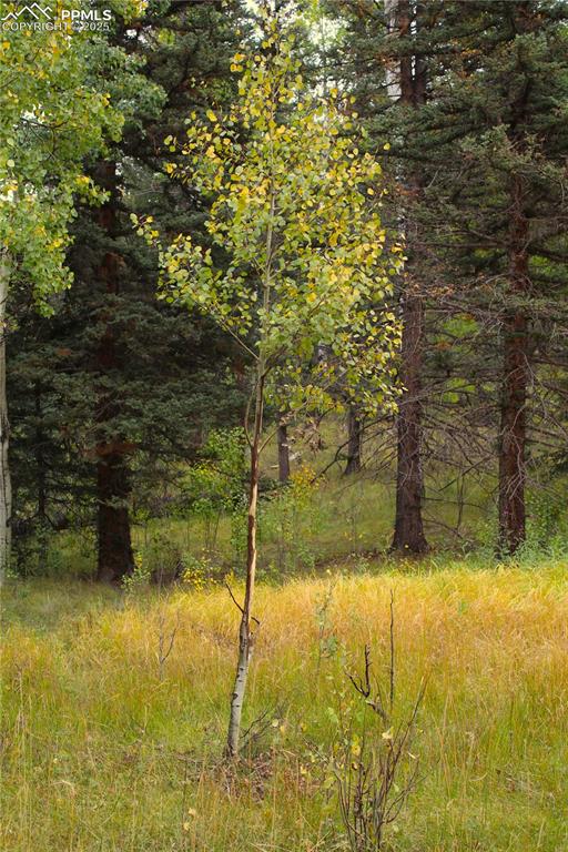 6500 County Road 5 Divide, CO 80814 - Photo 13 of 16