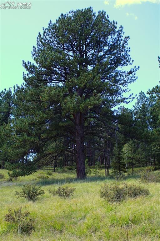 6500 County Road 5 Divide, CO 80814 - Photo 2 of 16 a backyard of a house with lots of green space