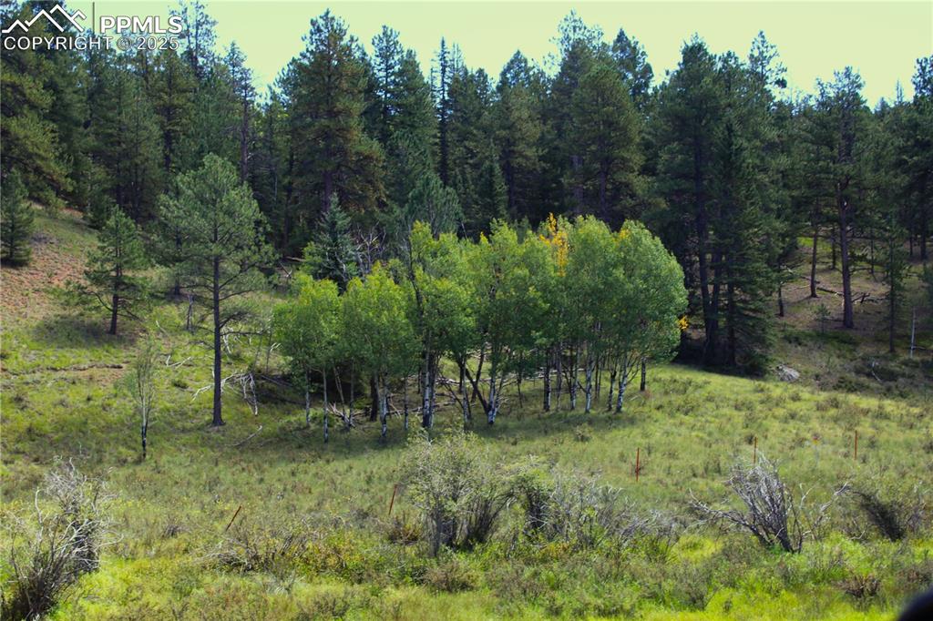 6500 County Road 5 Divide, CO 80814 - Photo 3 of 16 a view of outdoor space and a yard