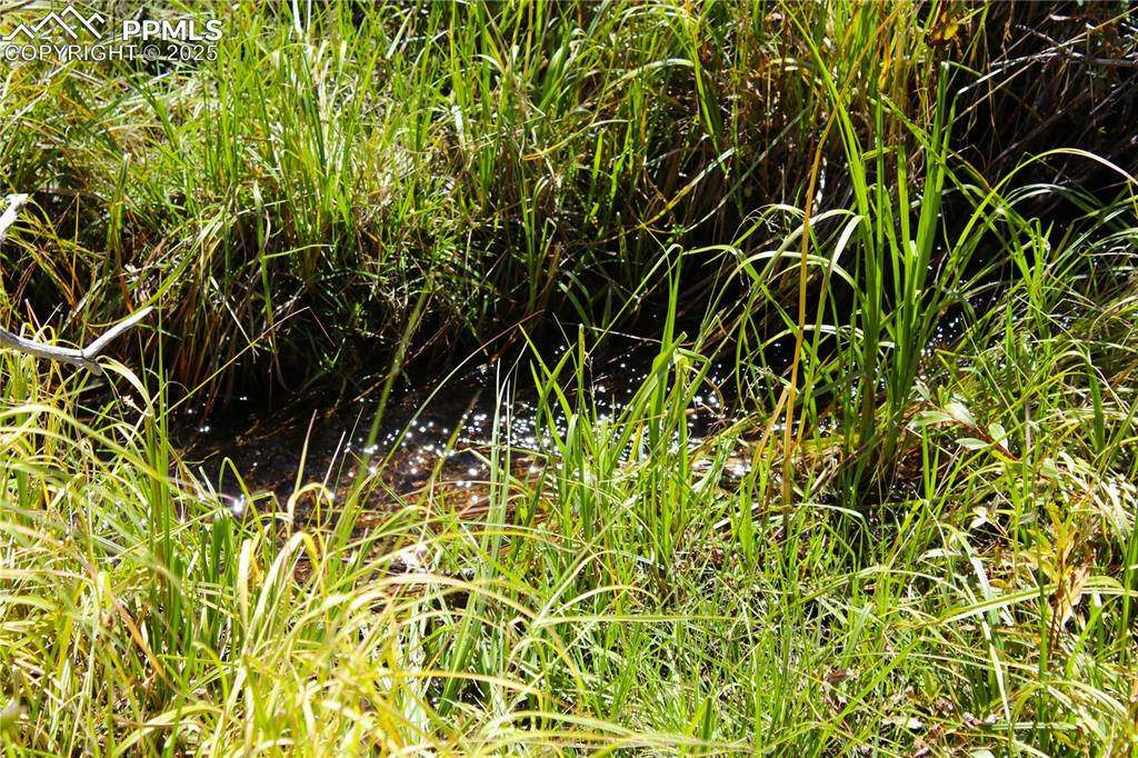 6500 County Road 5 Divide, CO 80814 - Photo 5 of 16 a view of a garden