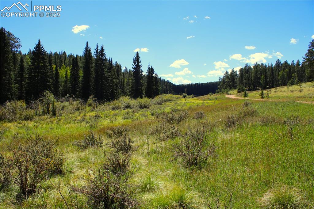 6500 County Road 5 Divide, CO 80814 - Photo 9 of 16 a view of a yard of a house