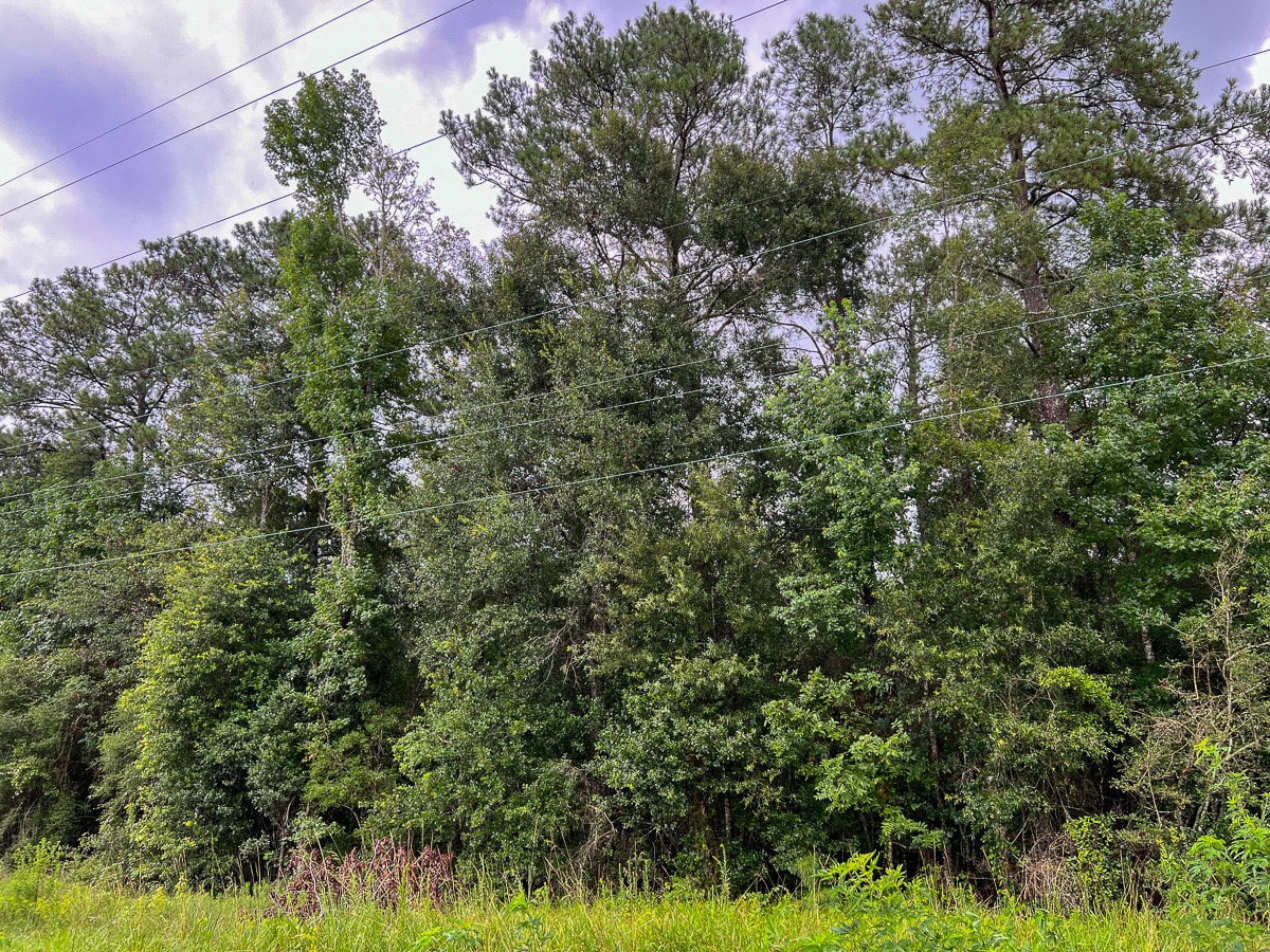 6 Fm 770 Liberty, TX 77575 - Photo 3 of 22 a view of a lush green forest