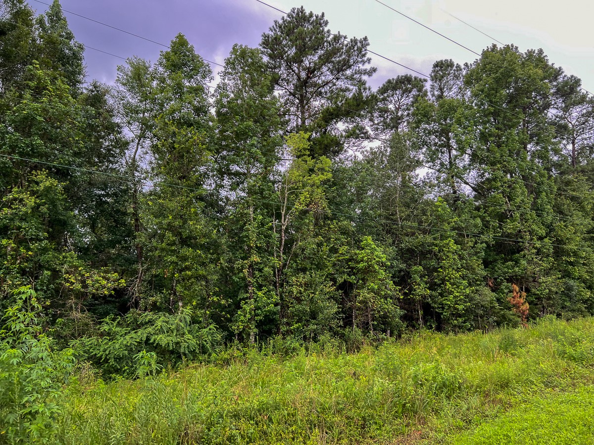 6 Fm 770 Liberty, TX 77575 - Photo 4 of 22 a view of a lush green forest