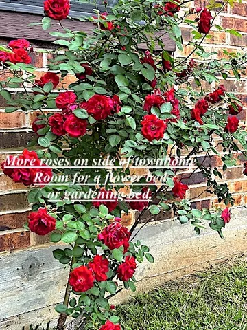 a view of terrace with seating space