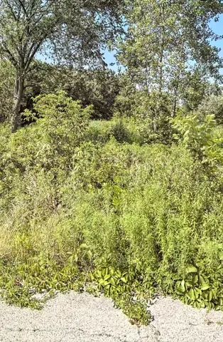 a view of a field of the trees
