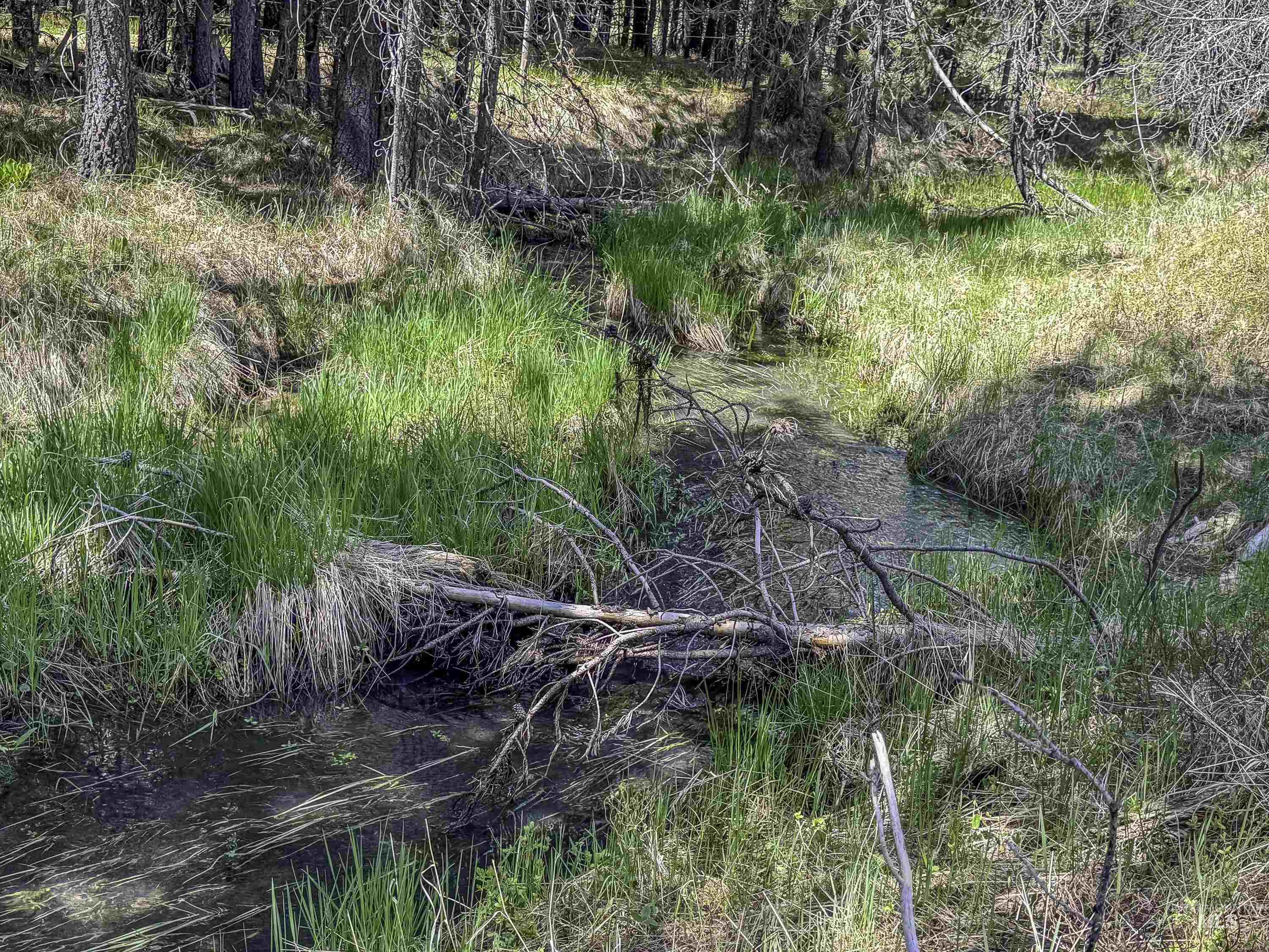 Tbd Deer Creek Road Winchester, ID 83555 - Photo 16 of 39