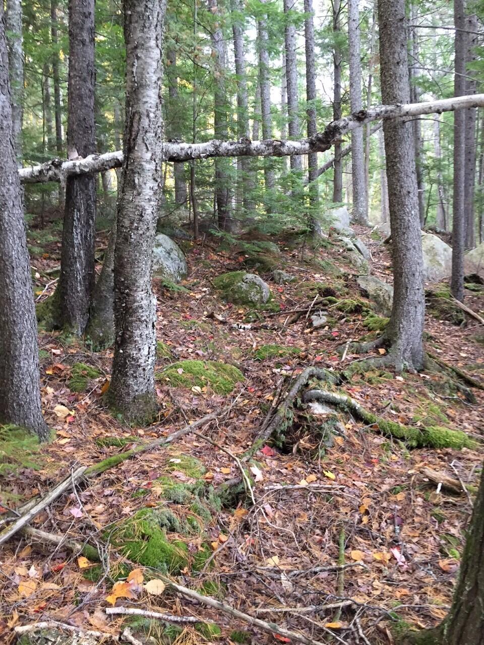 Tbd Tbd Loop Lane Enfield, ME 04493 - Photo 14 of 15 more land