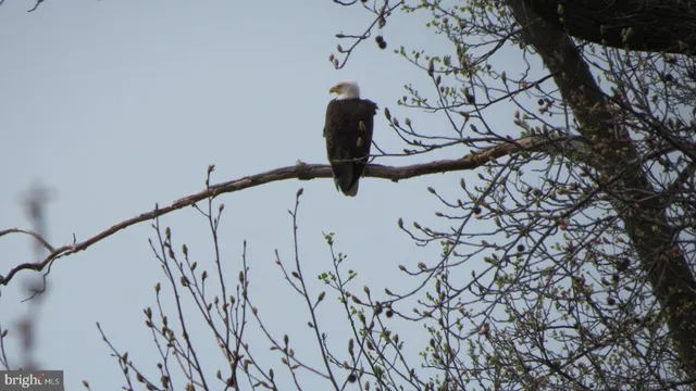 a view of a lake in middle of forest