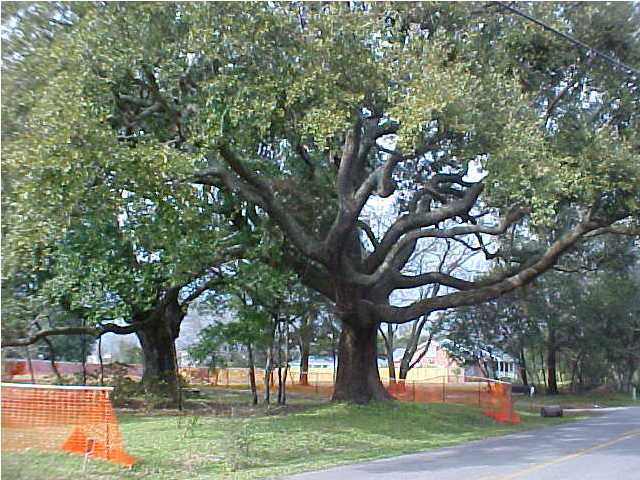 1771 Old Military Road Charleston, SC 29412 - Photo 1 of 4 Primary Photo