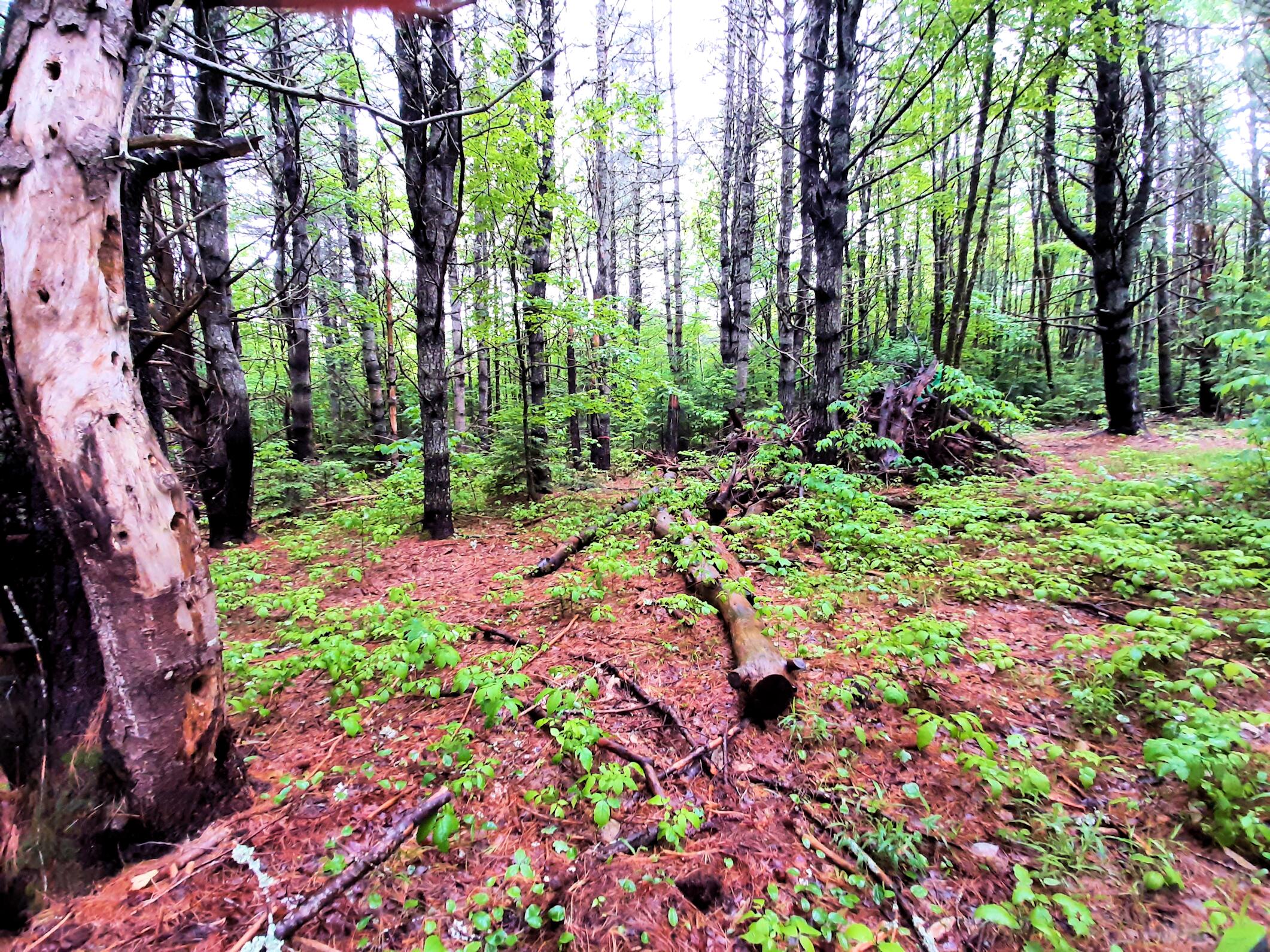 Lot # Lot#17-9 North Road Winn, ME 04495 - Photo 27 of 31 1 TBD North Road 1z1