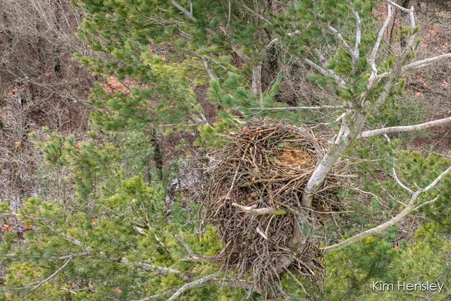 $159,900 | V/l West Wood Lake Road, Pierson, MI 49339