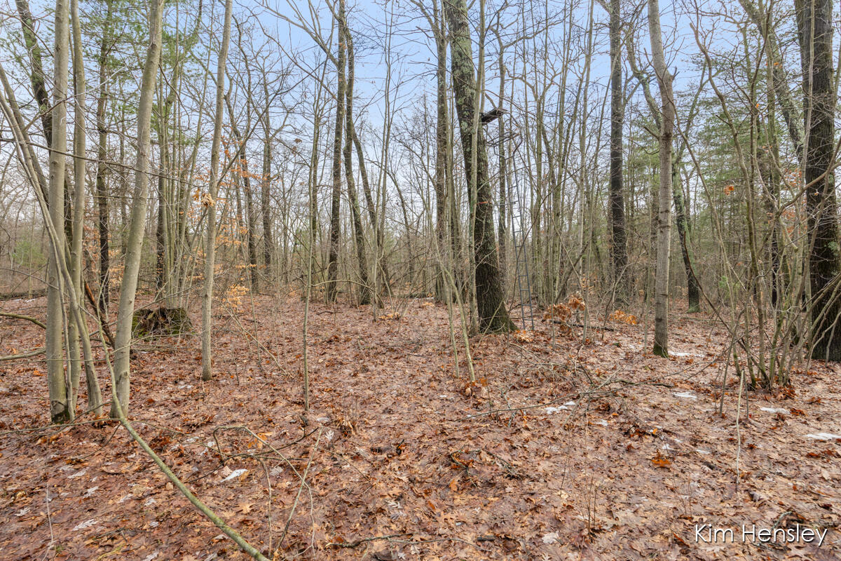 V/l West Wood Lake Road Pierson, MI 49339 - Photo 6 of 24 IMG_1005