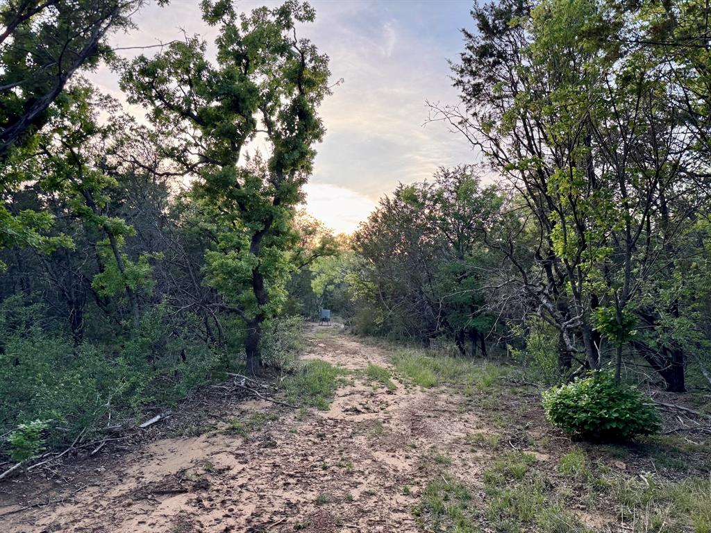 16811 County Road 107 Mingus, TX 76463 - Photo 29 of 38 a view of a forest with trees in the background