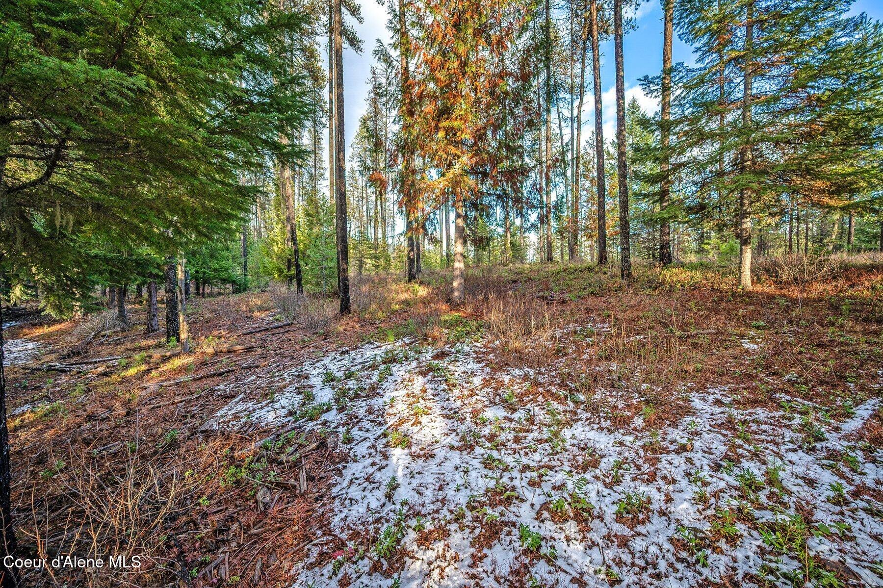 Lot 1 Reeder Bay Road Nordman, ID 83848 - Photo 17 of 26 Trees