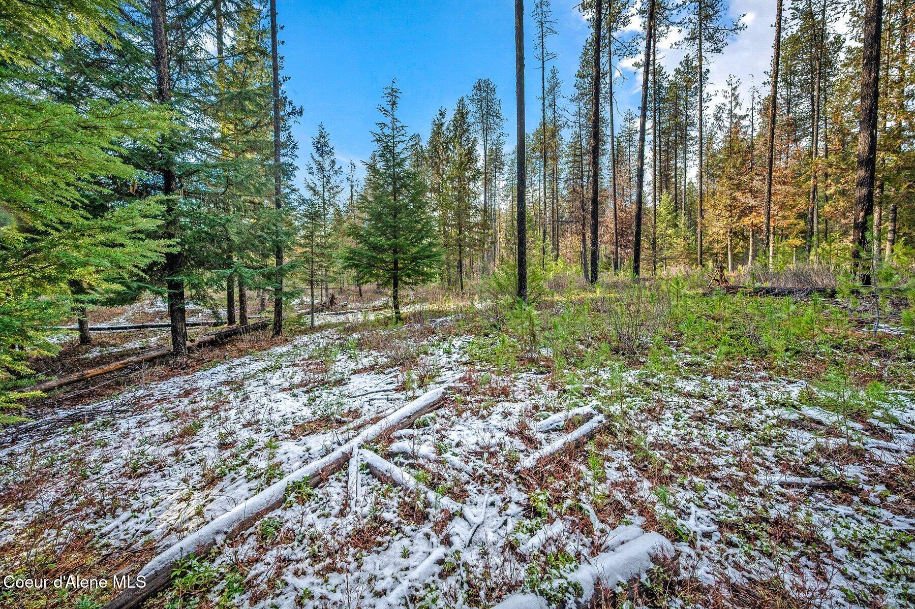 Lot 1 Reeder Bay Road Nordman, ID 83848 - Photo 19 of 26 Trees