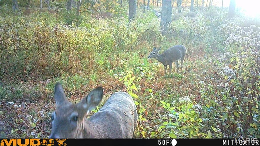 Tbd Red Ball Trail Coffeen, IL 62017 - Photo 39 of 74