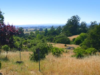 901 Warrington Road Santa Rosa, CA 95404 - Photo 8 of 10 a view of a yard with a tree
