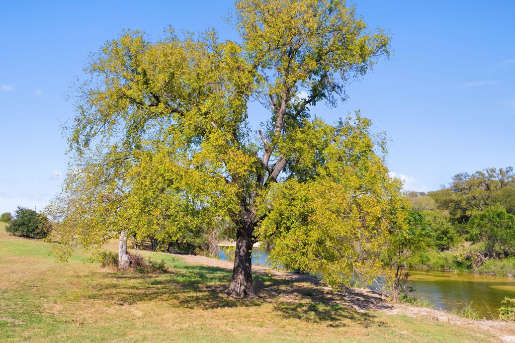 0 F-M 963 Briggs, TX 78608 - Photo 13 of 40 a view of a yard with a tree