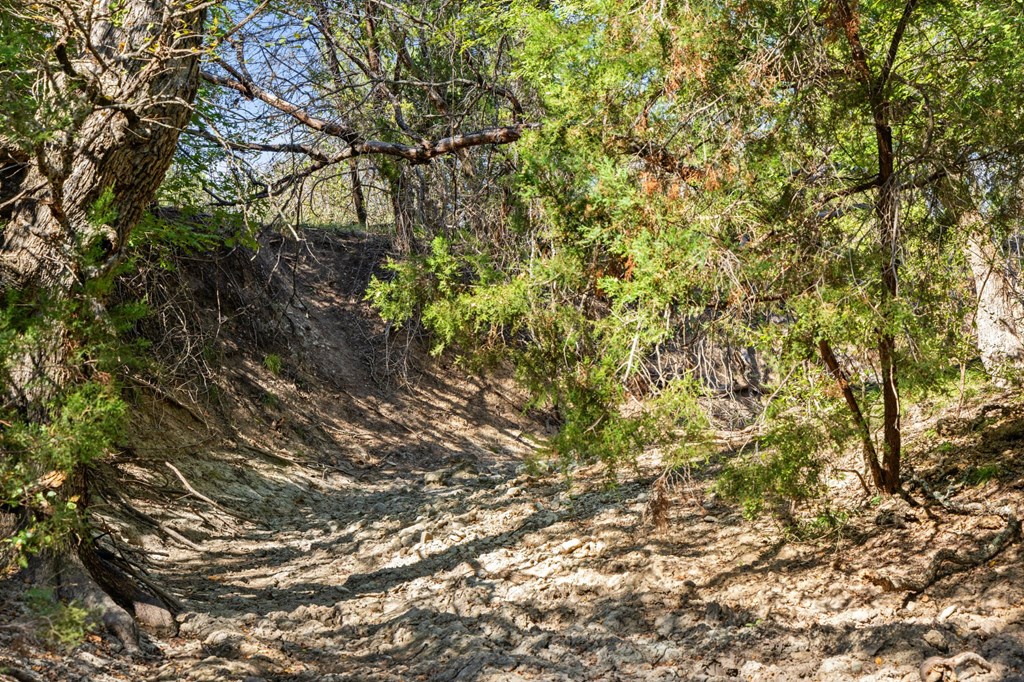 0 F-M 963 Briggs, TX 78608 - Photo 38 of 40 a view of tree