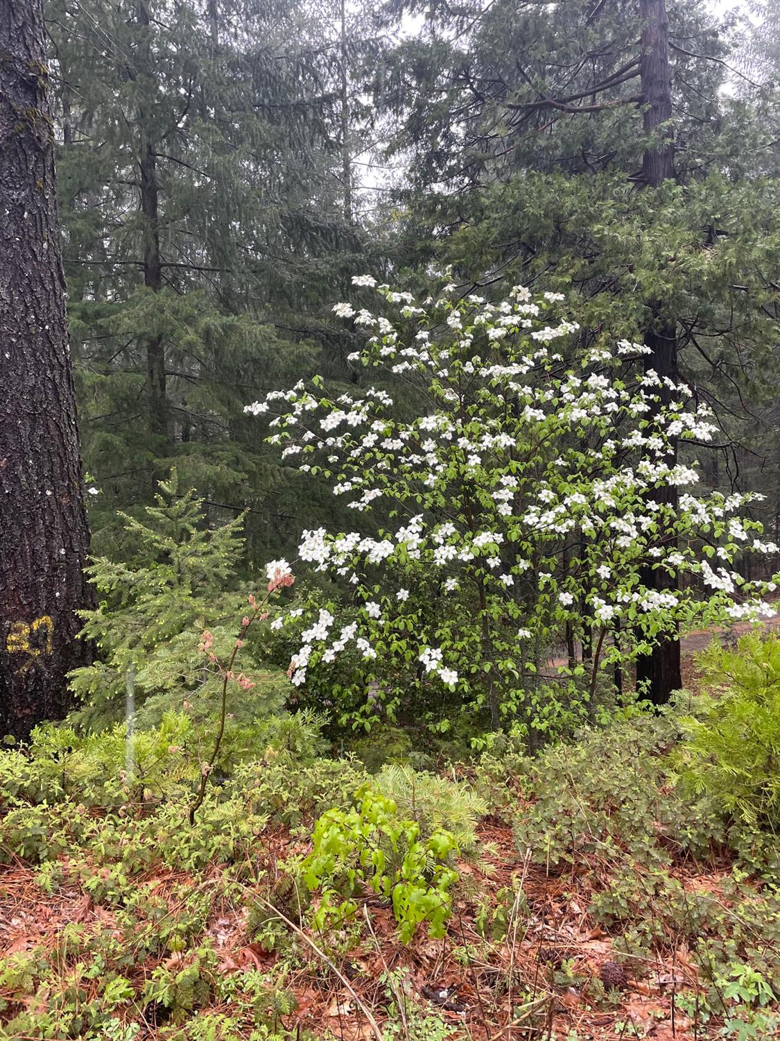 a view of a tree
