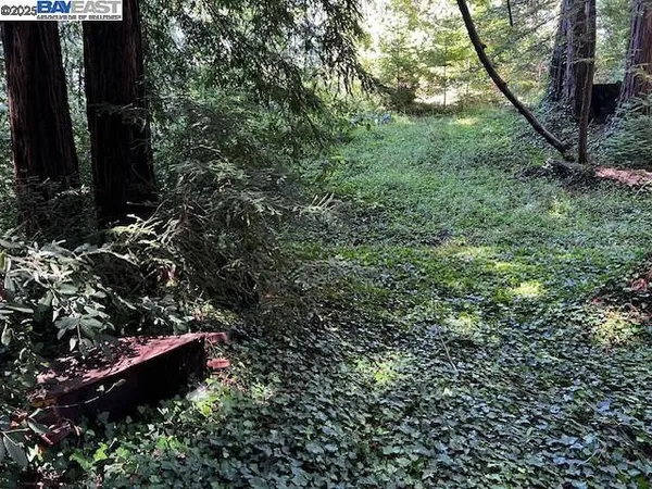 a view of a forest with a tree