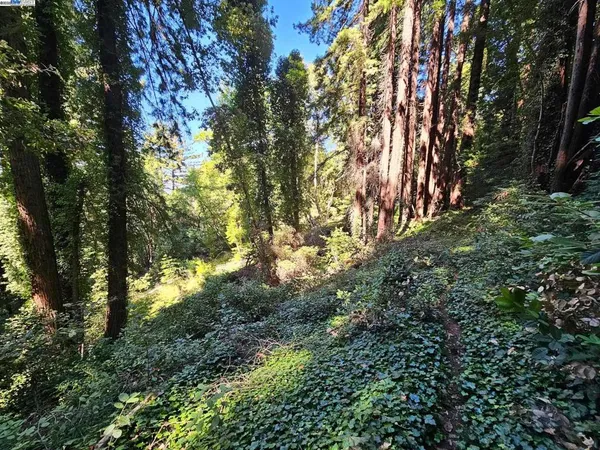 a view of a tree in a yard