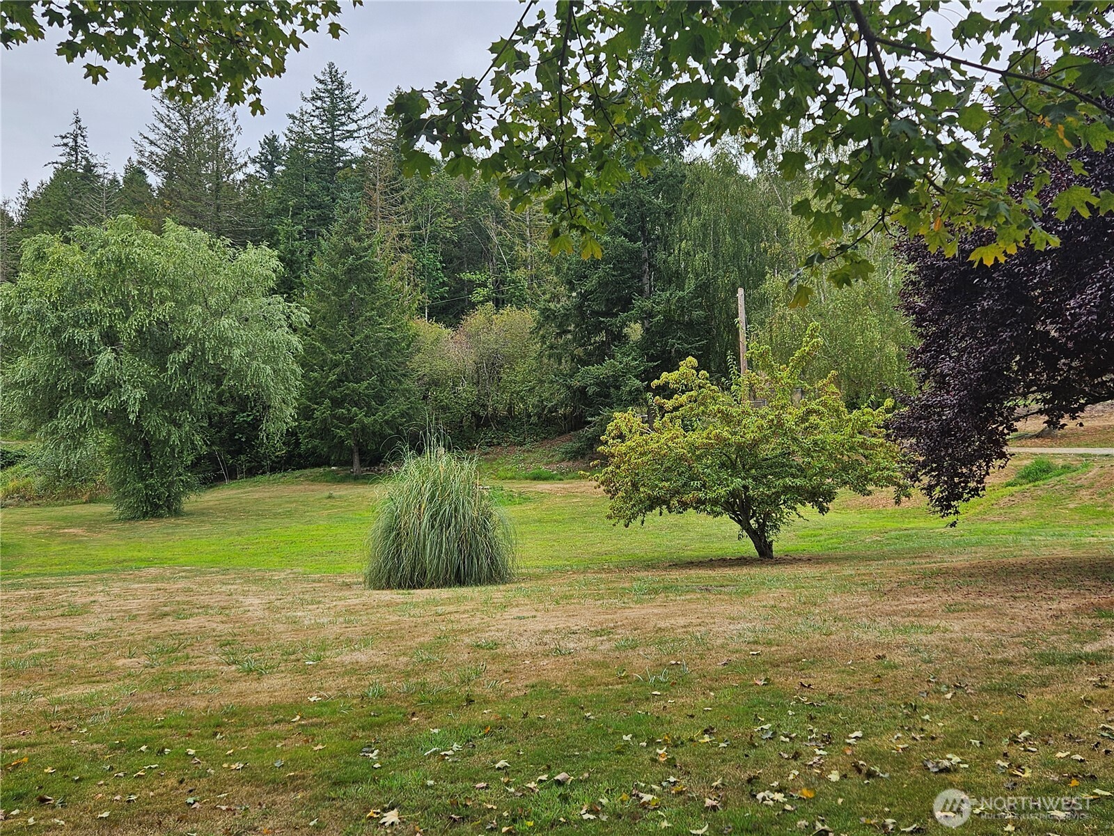 50 Leland Cut-Off Road Quilcene, WA 98376 - Photo 7 of 23 a green field with lots of trees