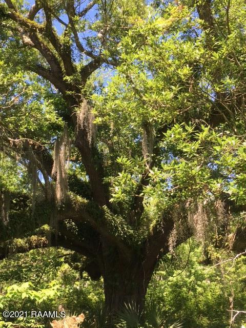 0 Michel Road Pierre Part, LA 70339 - Photo 3 of 7 IMG_6705