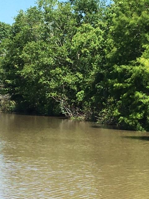 0 Michel Road Pierre Part, LA 70339 - Photo 4 of 7 IMG_6707