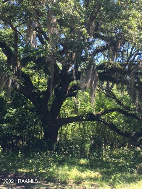 0 Michel Road Pierre Part, LA 70339 - Photo 5 of 7 IMG_6693