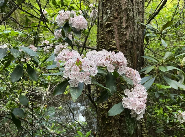 $175,900 | 0 North Rim Drive, Coalmont, TN 37313