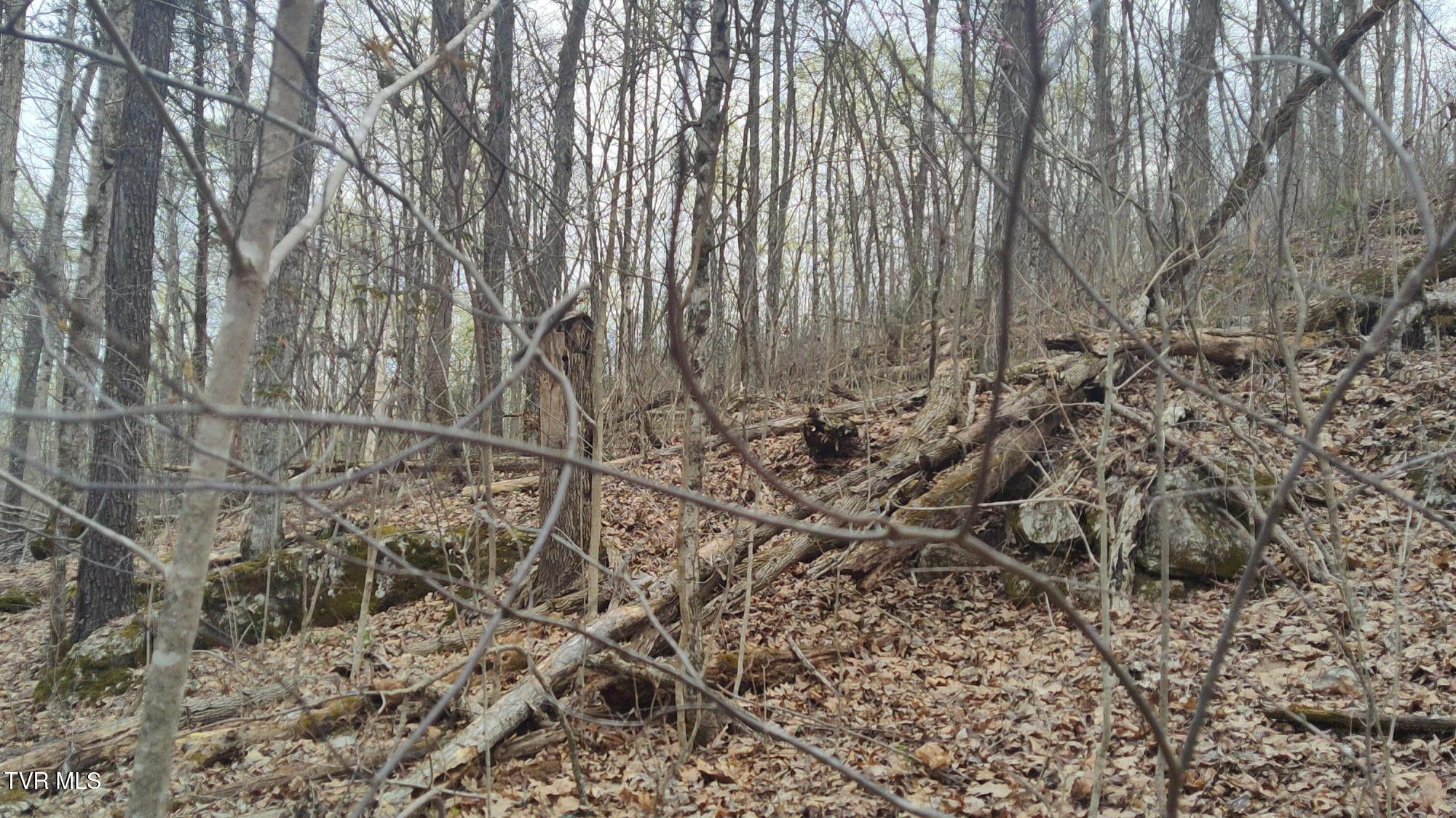 20-acres Dunville Gap Road Rutledge, TN 37861 - Photo 20 of 24 IMG_20250329_133134