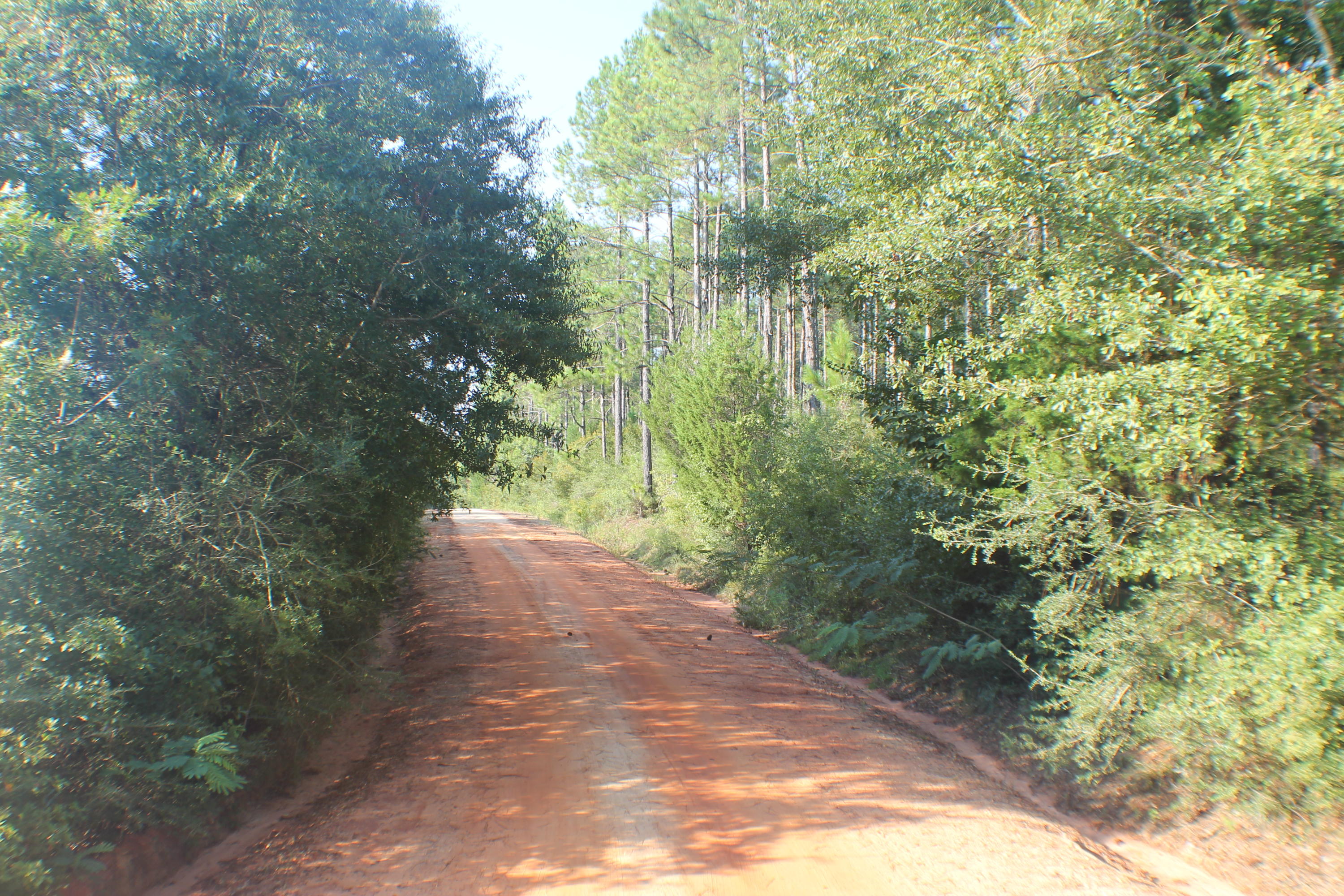45-ac Williams Road DeFuniak Springs, FL 32433 - Photo 4 of 24 a view of a forest with trees