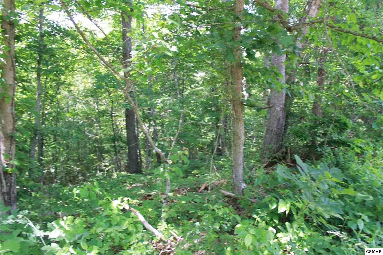 0 Jr Cox Road Lancing, TN 37770 - Photo 24 of 35 Gallery Image 24