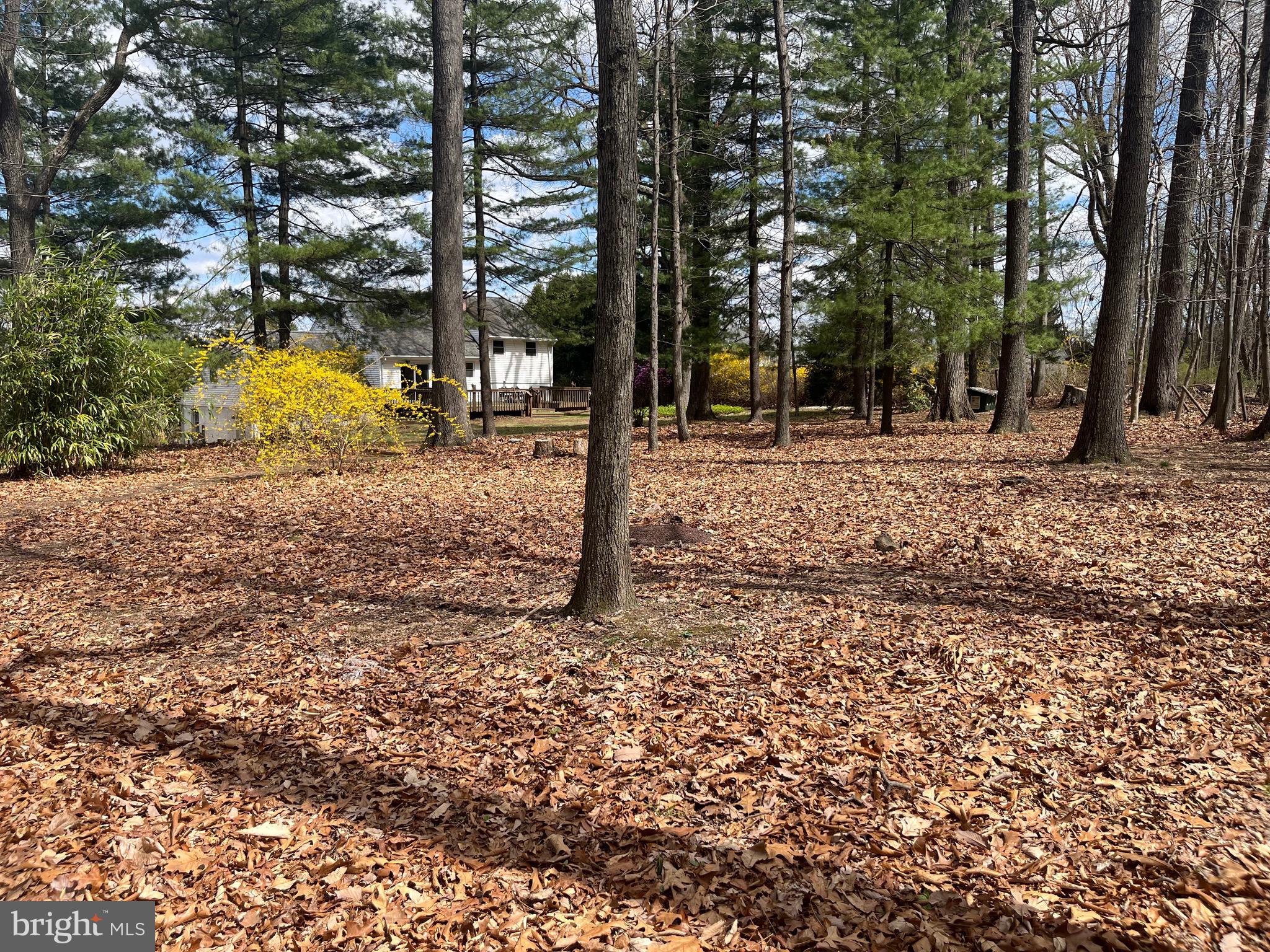 117 Spring Road Malvern, PA 19355 - Photo 16 of 25 a view of a yard with trees