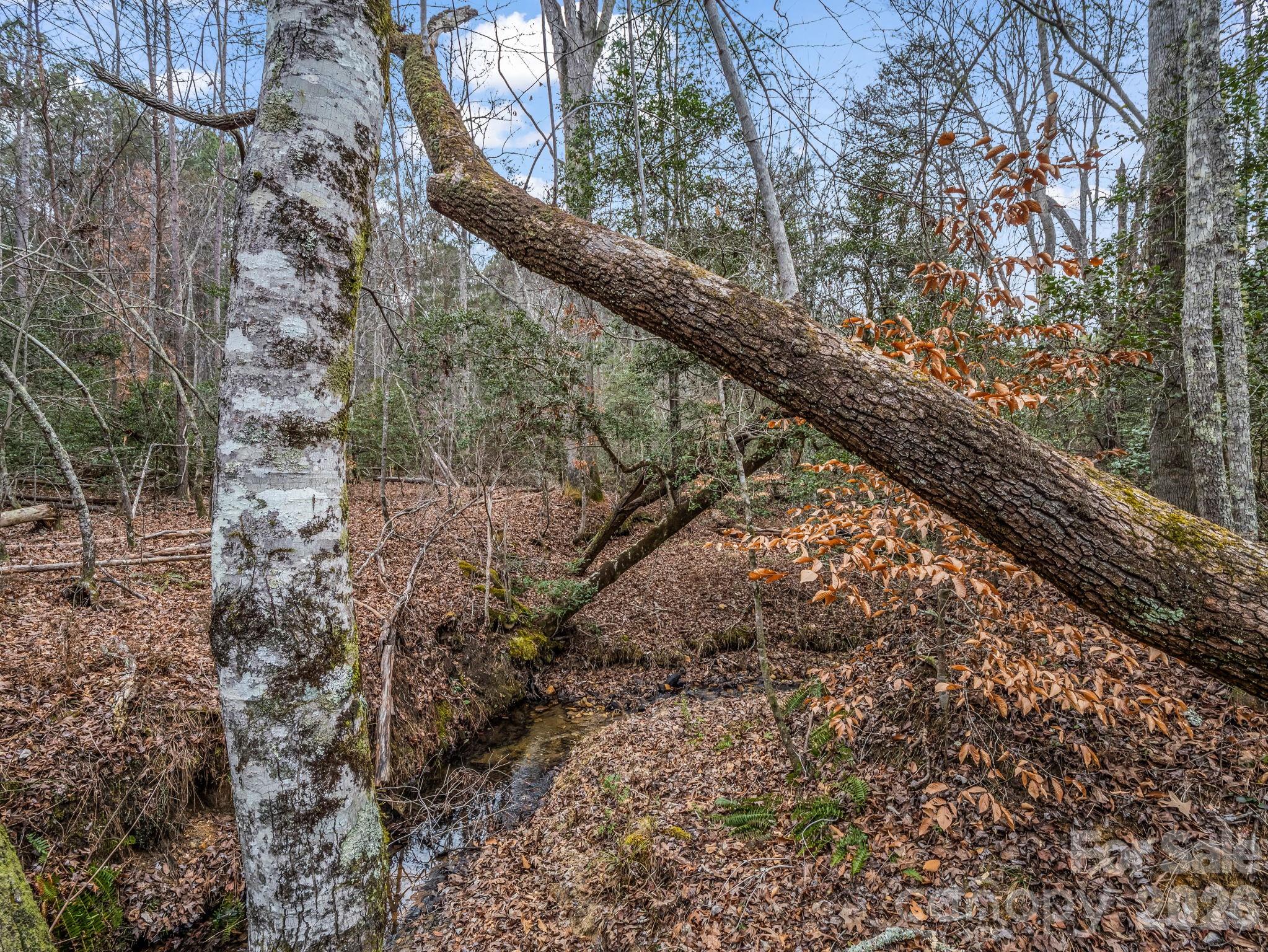 0 River Road Rutherfordton, NC 28139 - Photo 20 of 41 Gallery Image 20