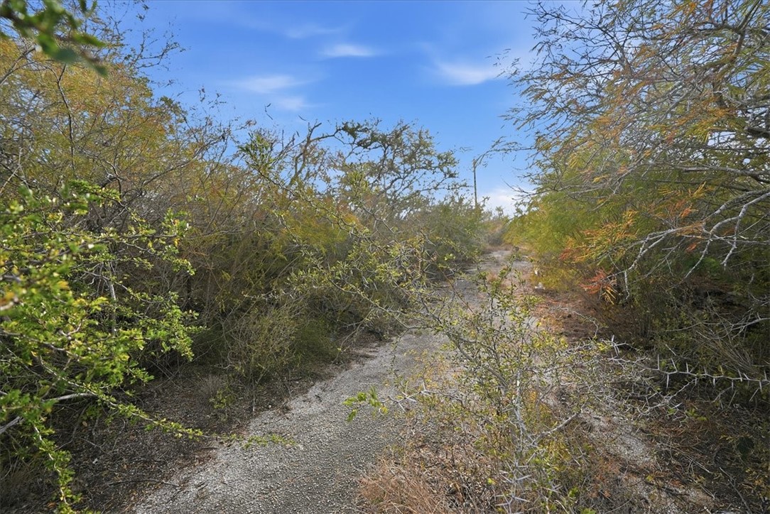 0 Huajilla Bend Road Sandia, TX 78383 - Photo 4 of 11 a view of a yard with a tree