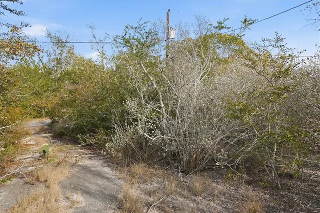 a view of a yard with a tree