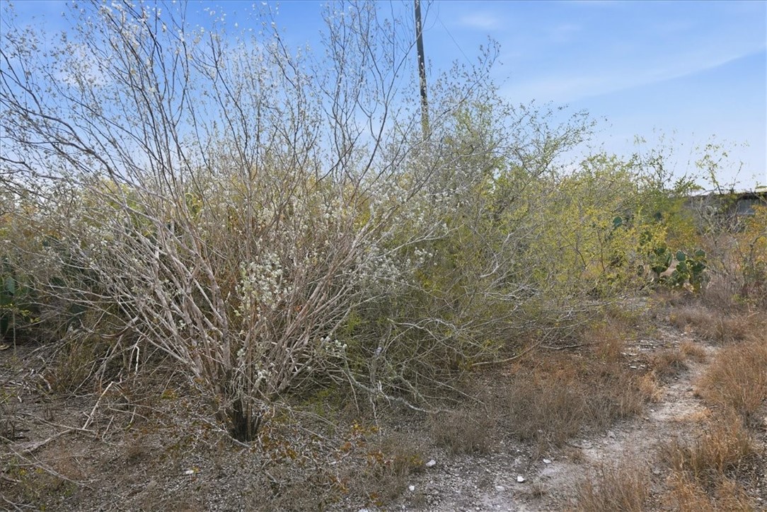 0 Huajilla Bend Road Sandia, TX 78383 - Photo 7 of 11 a view of a dry yard with trees