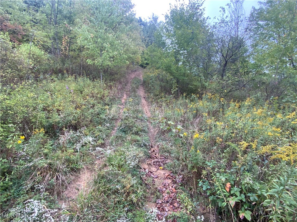Taylor Road Dennison, OH 44621 - Photo 5 of 27 View of local wilderness with a forest view
