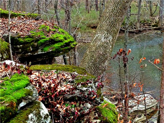 8317 Guthrie Road Cross Plains, TN 37049 - Photo 19 of 20 The forest area behind the house offers spectacular views from moss covered limestone cliffs overlooking the South Fork of The Red River