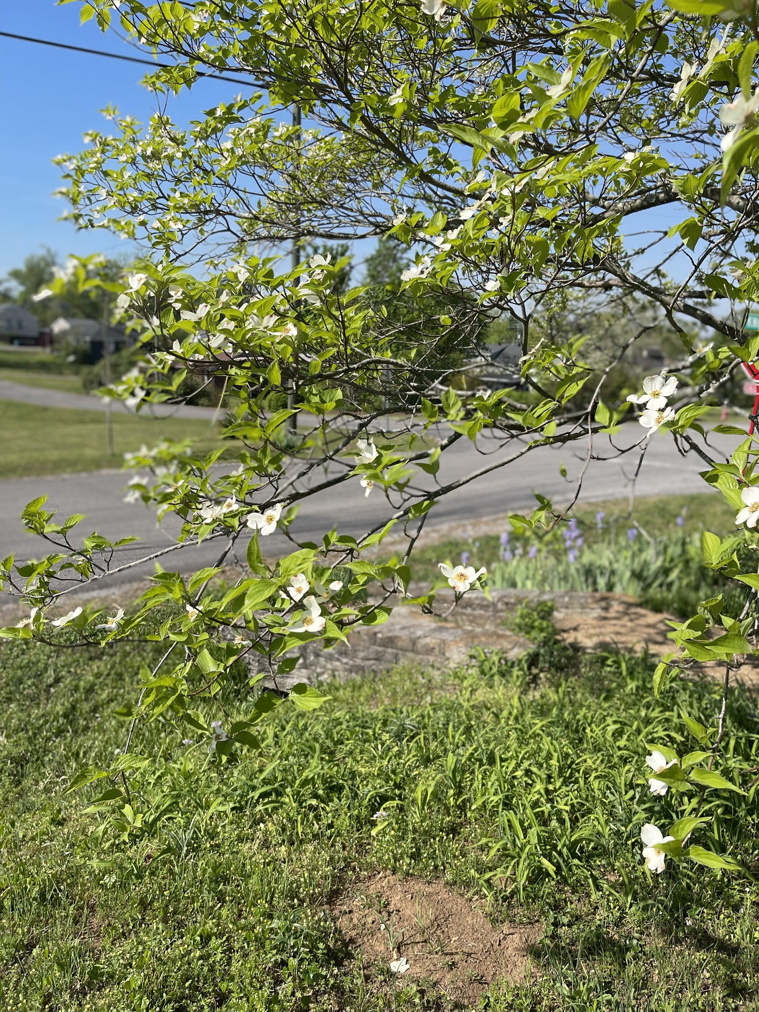 3120 Knobdale Road Nashville, TN 37214 - Photo 65 of 65 a picture of a tree