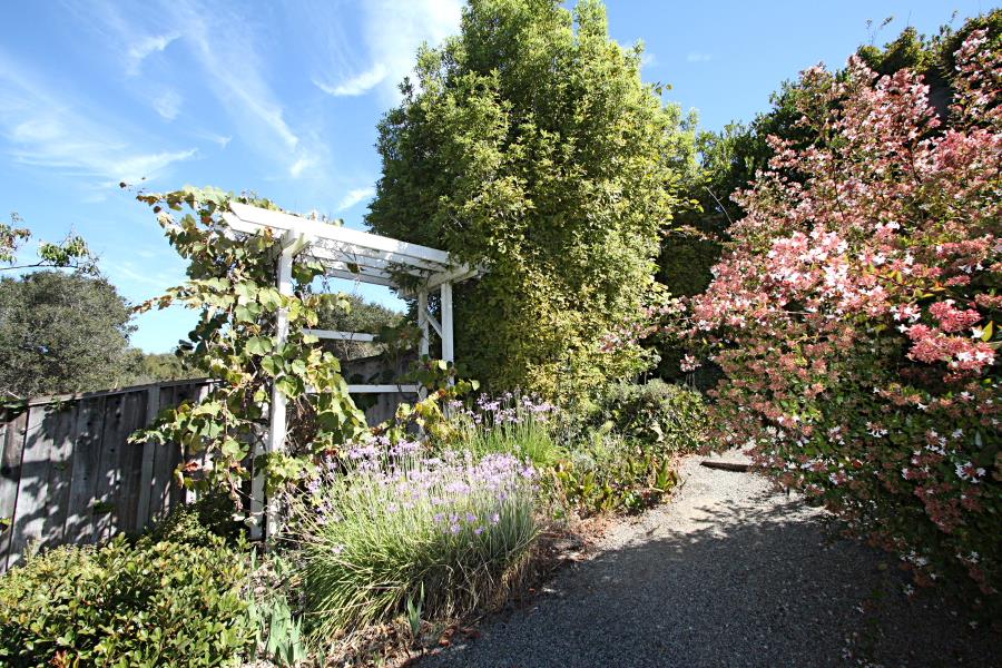3999 Cherryvale Avenue Soquel, CA 95073 - Photo 22 of 23 a close up of a plant in a garden