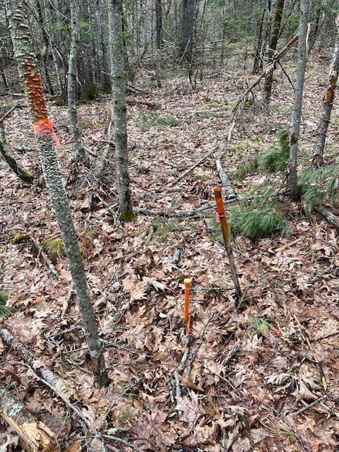 69 Gilpin Road Orland, ME 04472 - Photo 7 of 11 IMG_4885