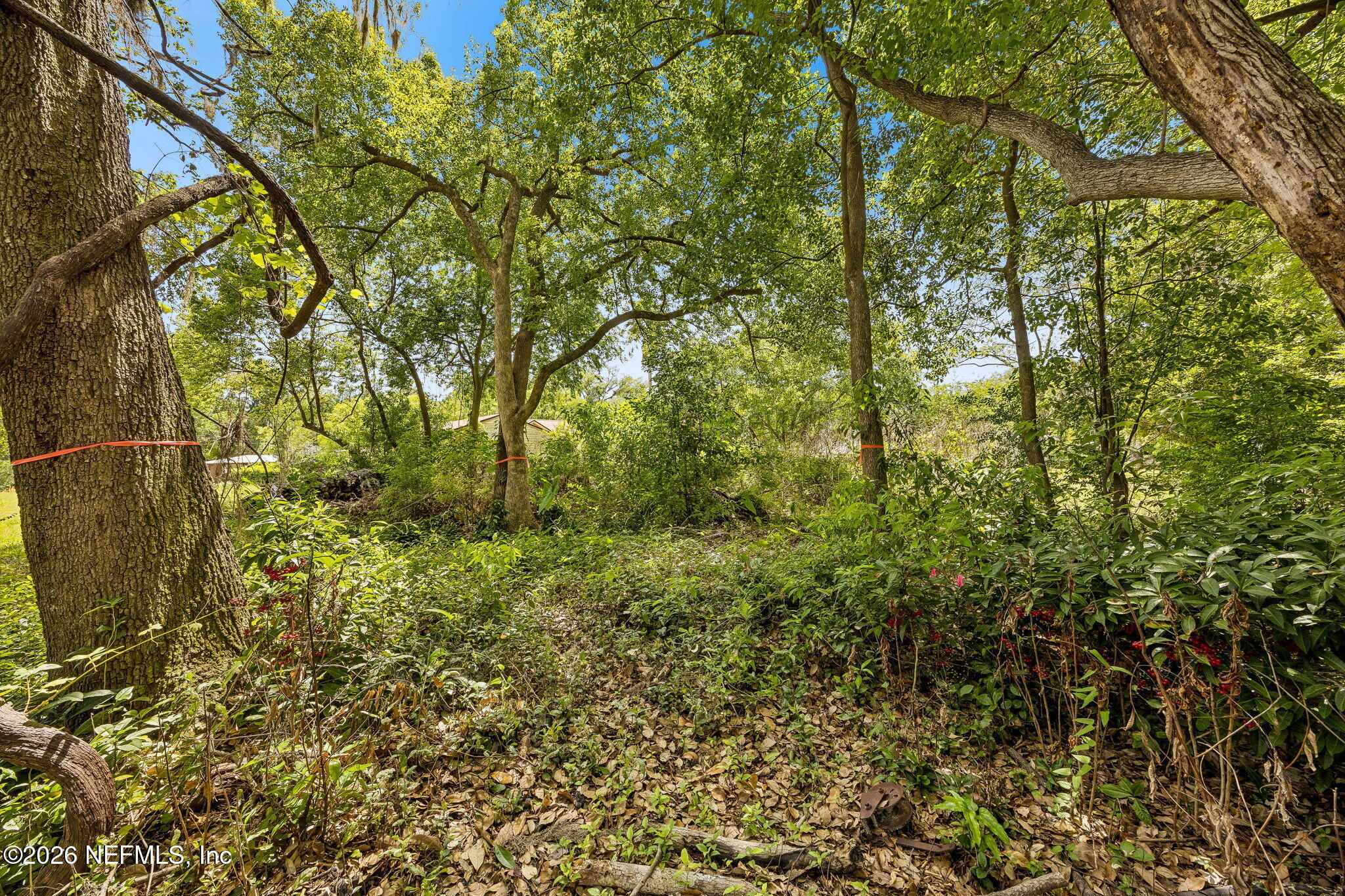 6319 Gaskins Road Jacksonville, FL 32244 - Photo 3 of 6 a view of a yard