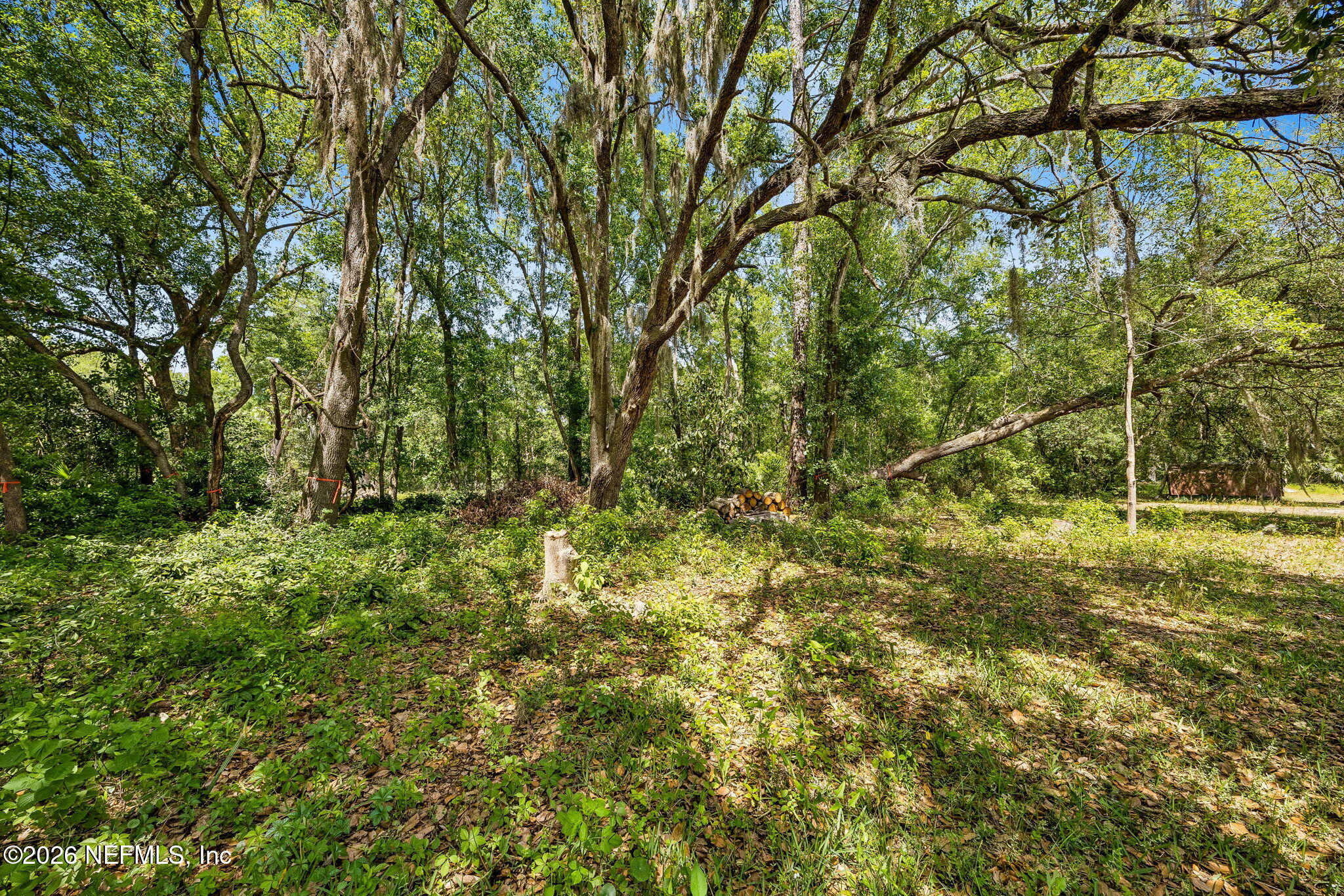 6319 Gaskins Road Jacksonville, FL 32244 - Photo 4 of 6 a view of a yard with a tree