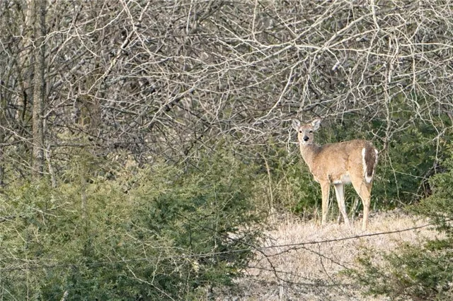 $759,000 | 1044 Southwest 101st Road, Chilhowee, MO 64733