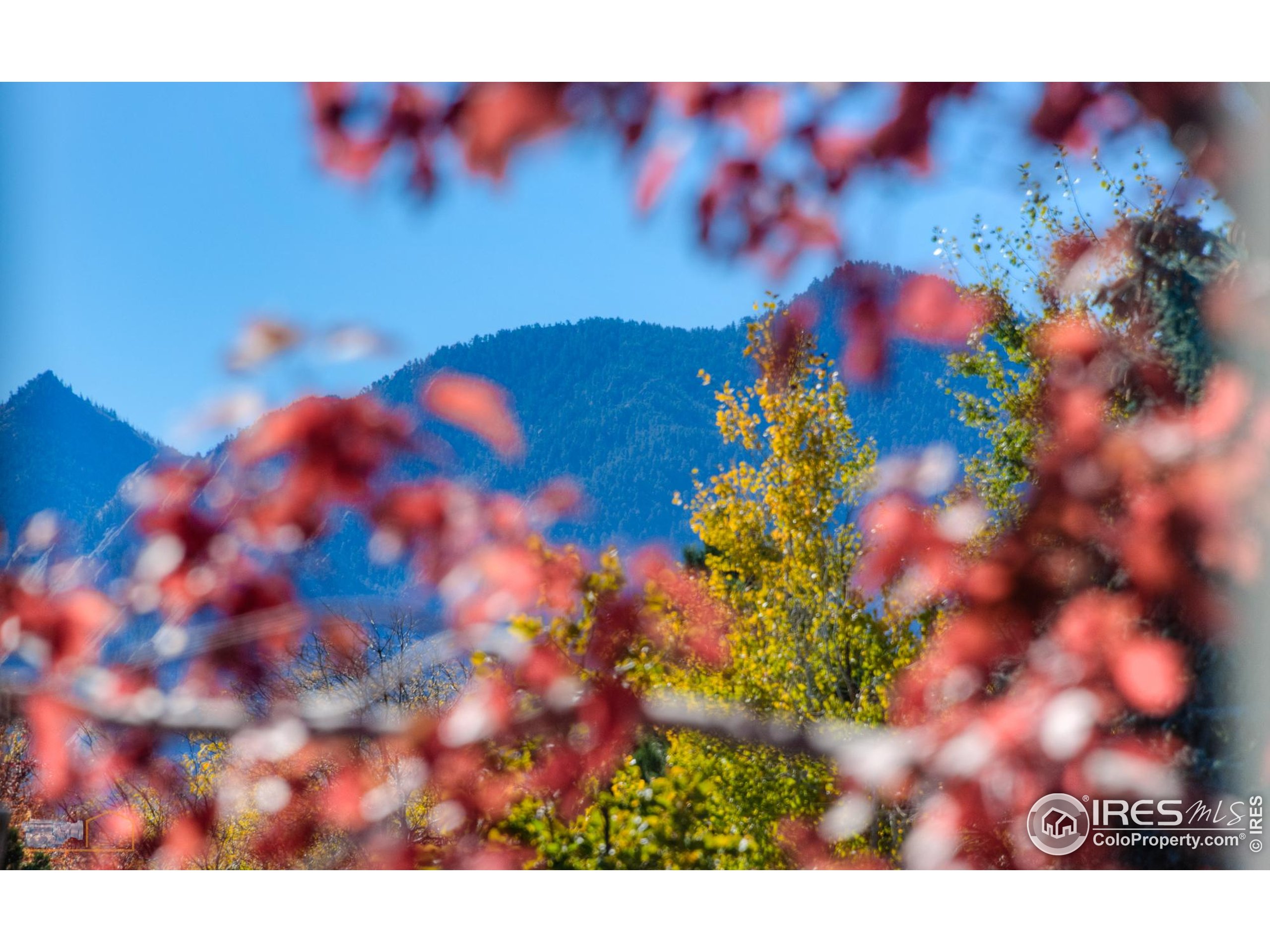 4921 Fountain Street Boulder, CO 80304 - Photo 21 of 50 a view of a flower