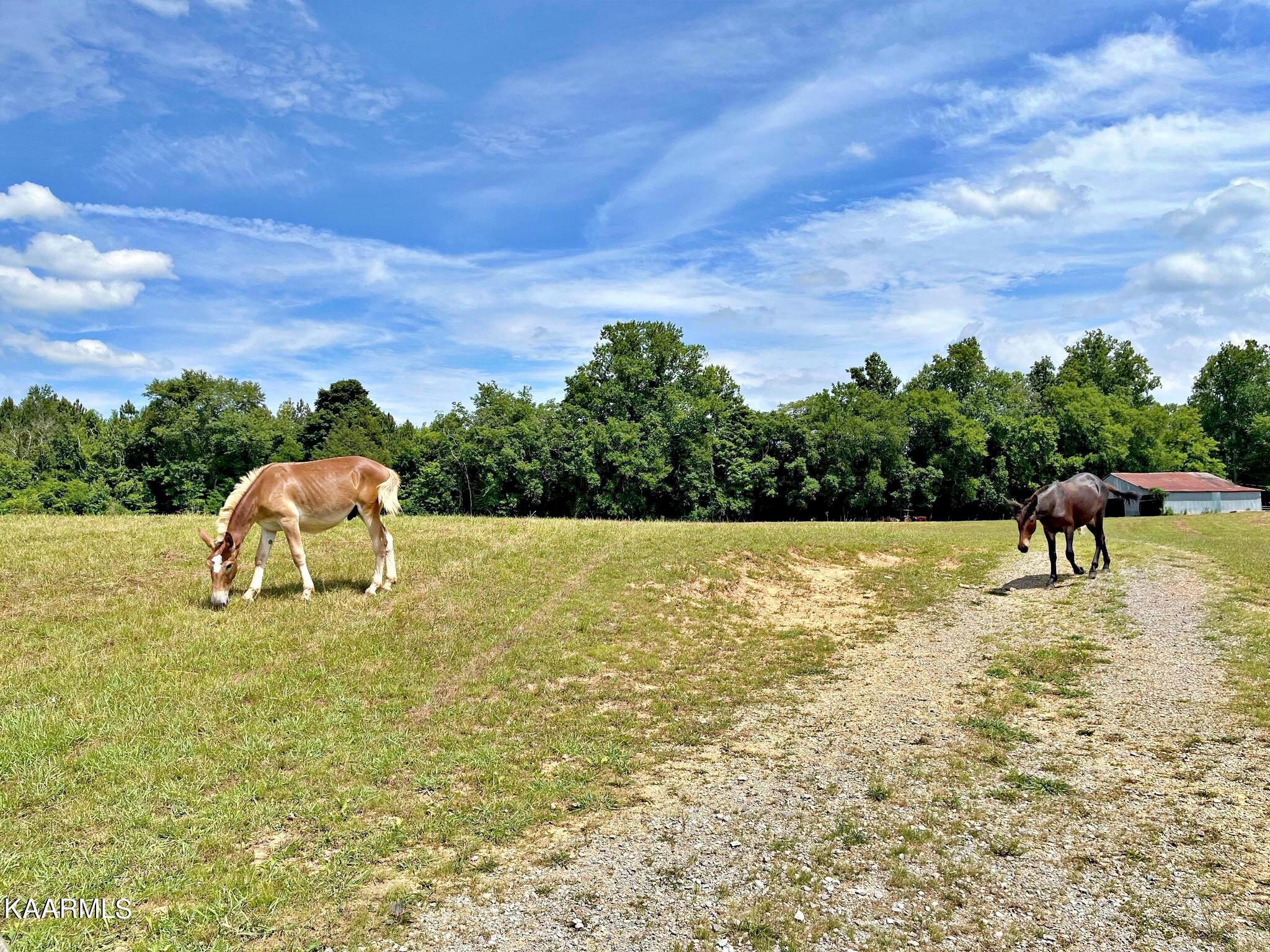 24710 State Highway Decatur, TN 37322 - Photo 37 of 37 290036517_557292419512072_91878117849798